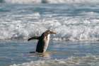 Falkland Islands, Saunders Island. Gentoo penguin running into ocean waves. Art Print
